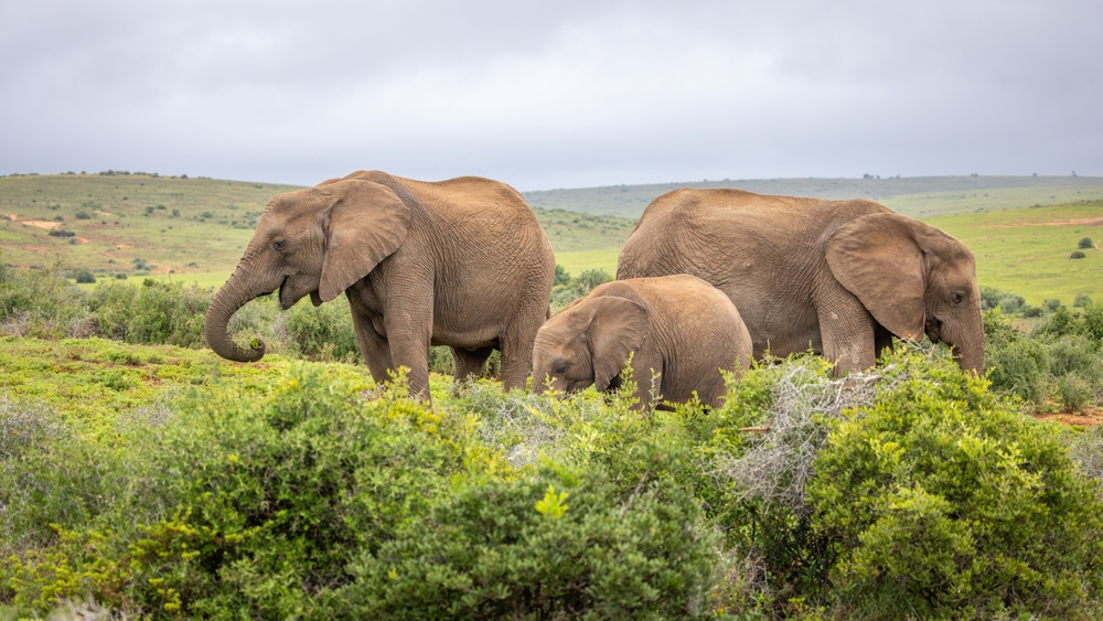 éléphants