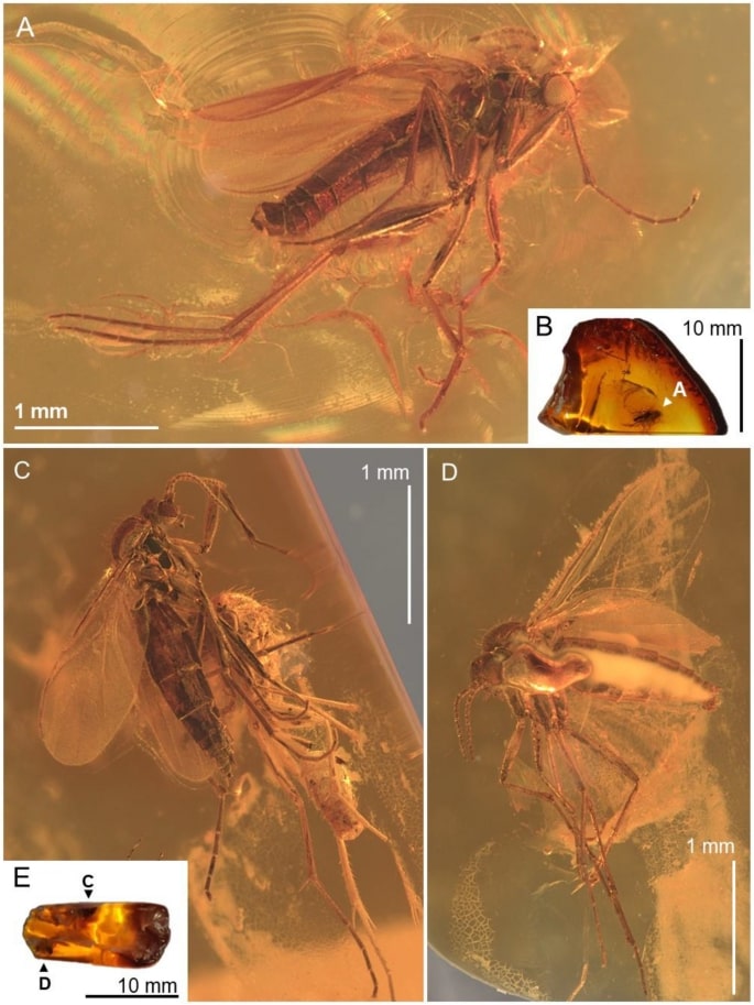 Insecte Ambre