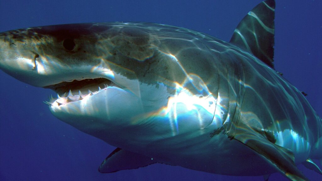 requin