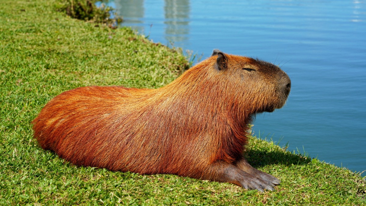 Capybara