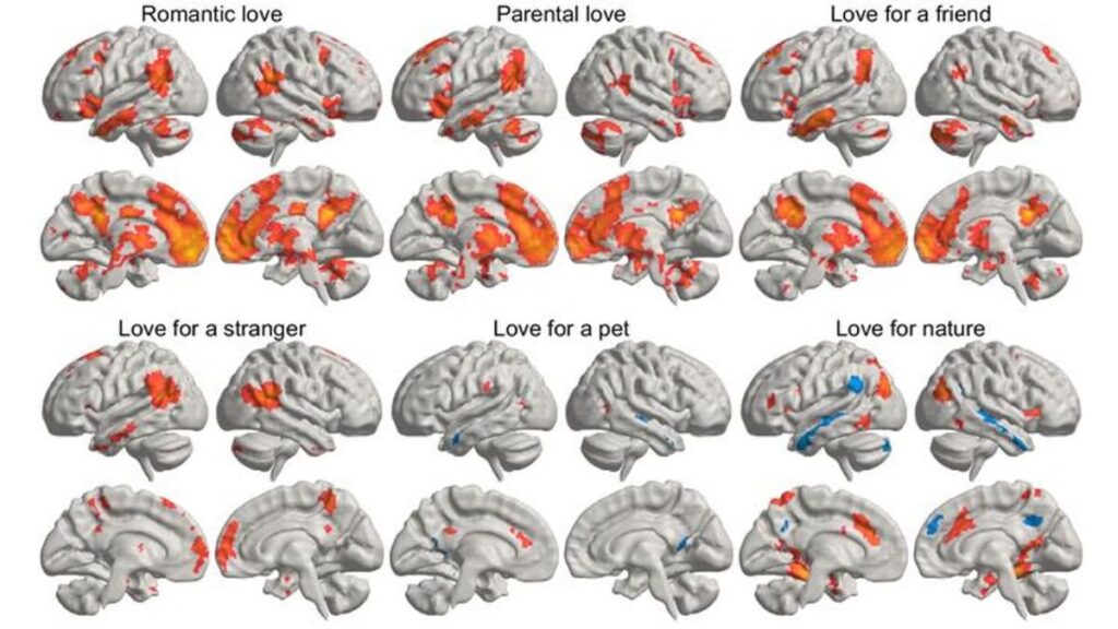 Cerveau Amour