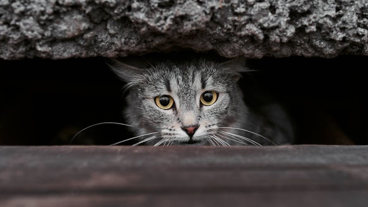 Chat Petit Espace