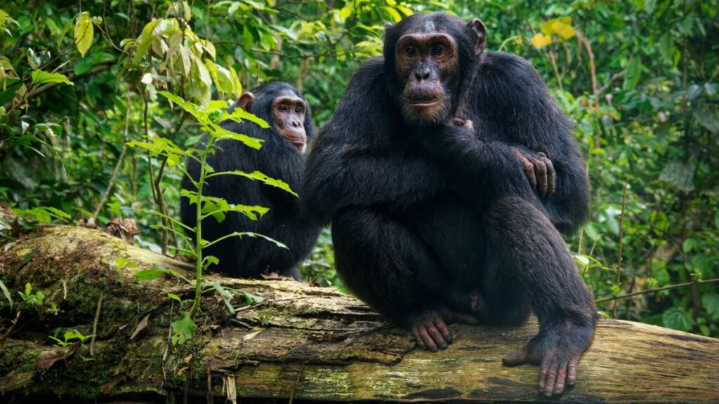 Chimpanzes Cerveau