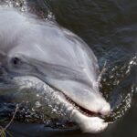 Dauphin