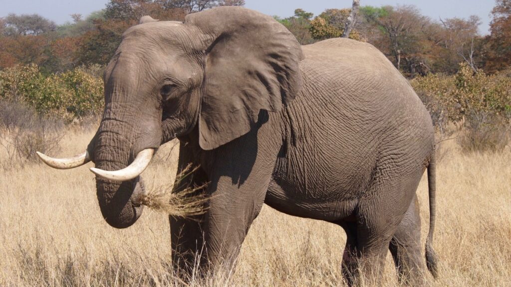 Le Zimbabwe va abattre 200 éléphants pour nourrir la population affamée par la sécheresse ! (vidéo sur Bidfoly.com) Par Gabrielle Andriamanjatoson  Une-elephants-abattage-1024x576