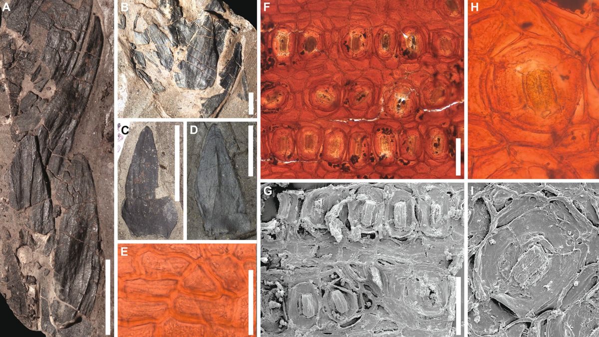 Fossile Foret