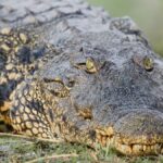 Crocodile