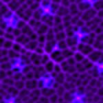 Organisme Laboratoire