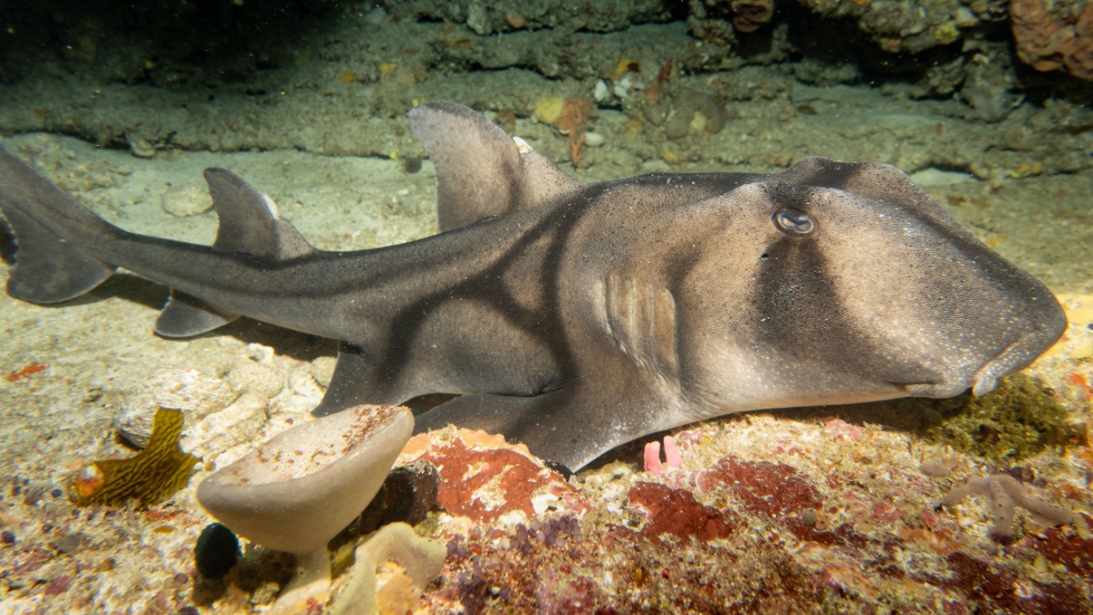 Requin Port Jackson