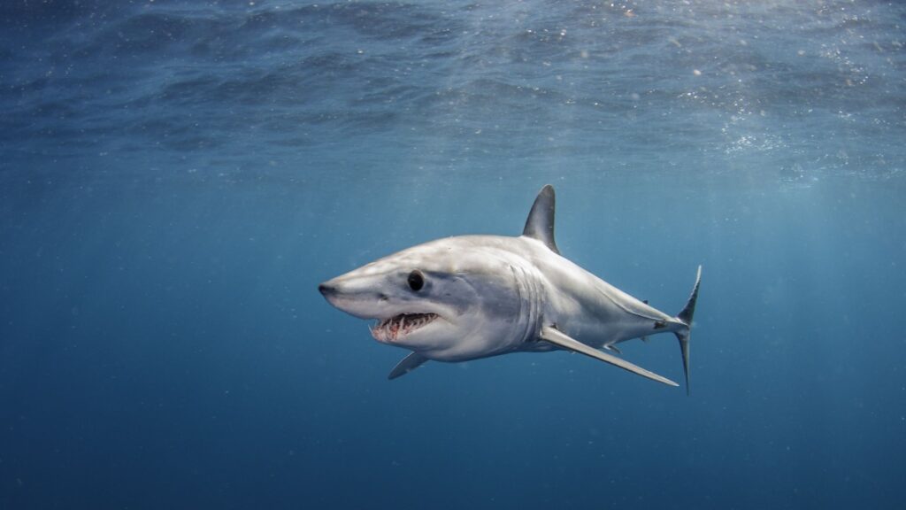 Requin Taupe