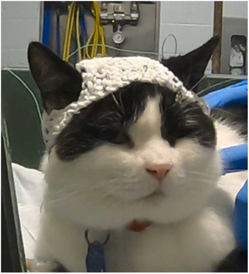 Chat Bonnet