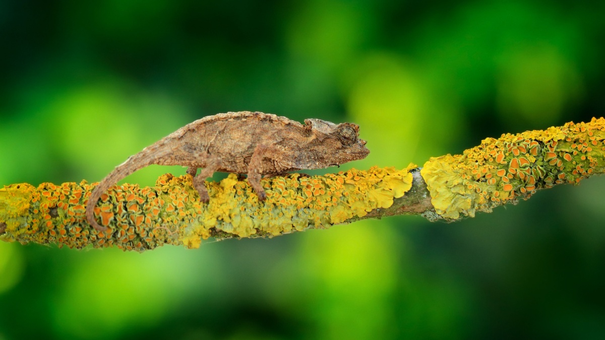 Cameleon Madagascar