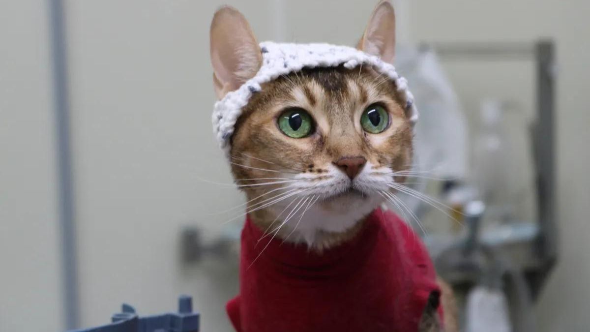 Chat Bonnet