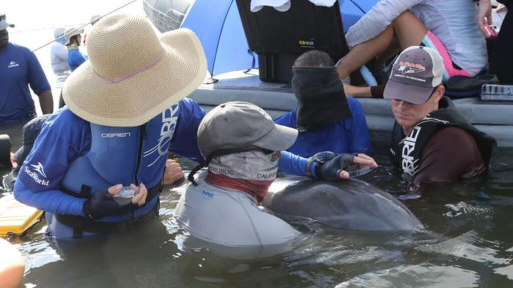 dauphins microplastiques