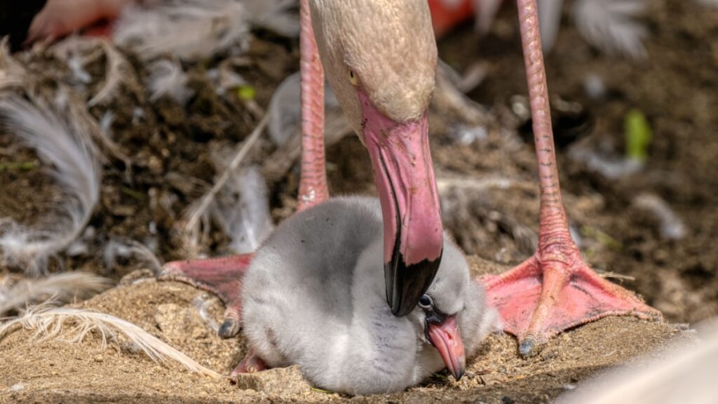 Flamants Roses