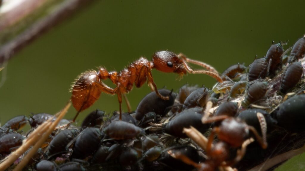 Fourmis Agriculture