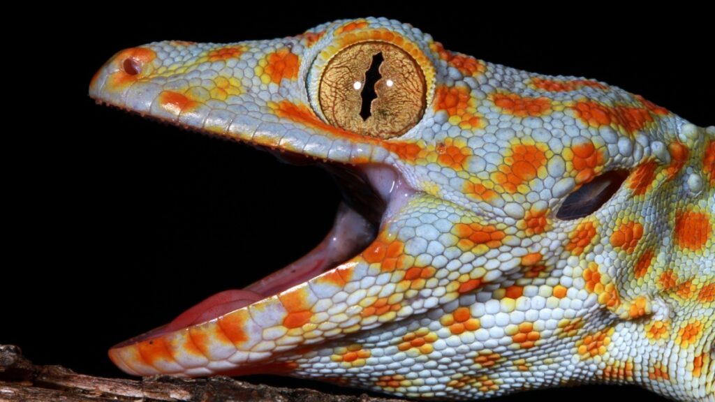 Geckos Sens