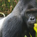 Gorille