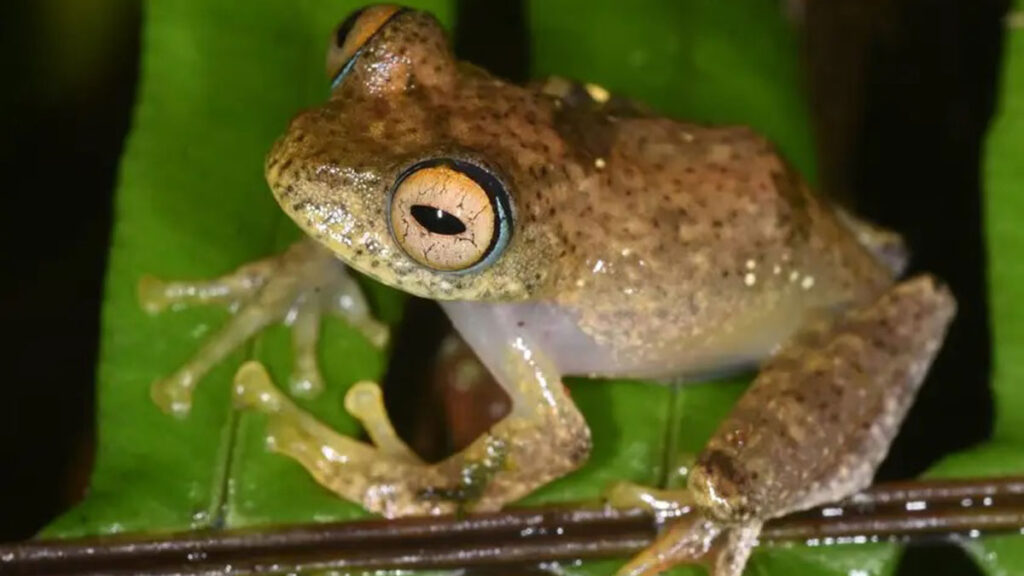 Grenouille Star Trek