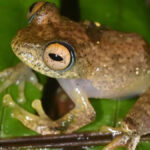 Grenouille Star Trek