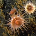 Isopode Anemone