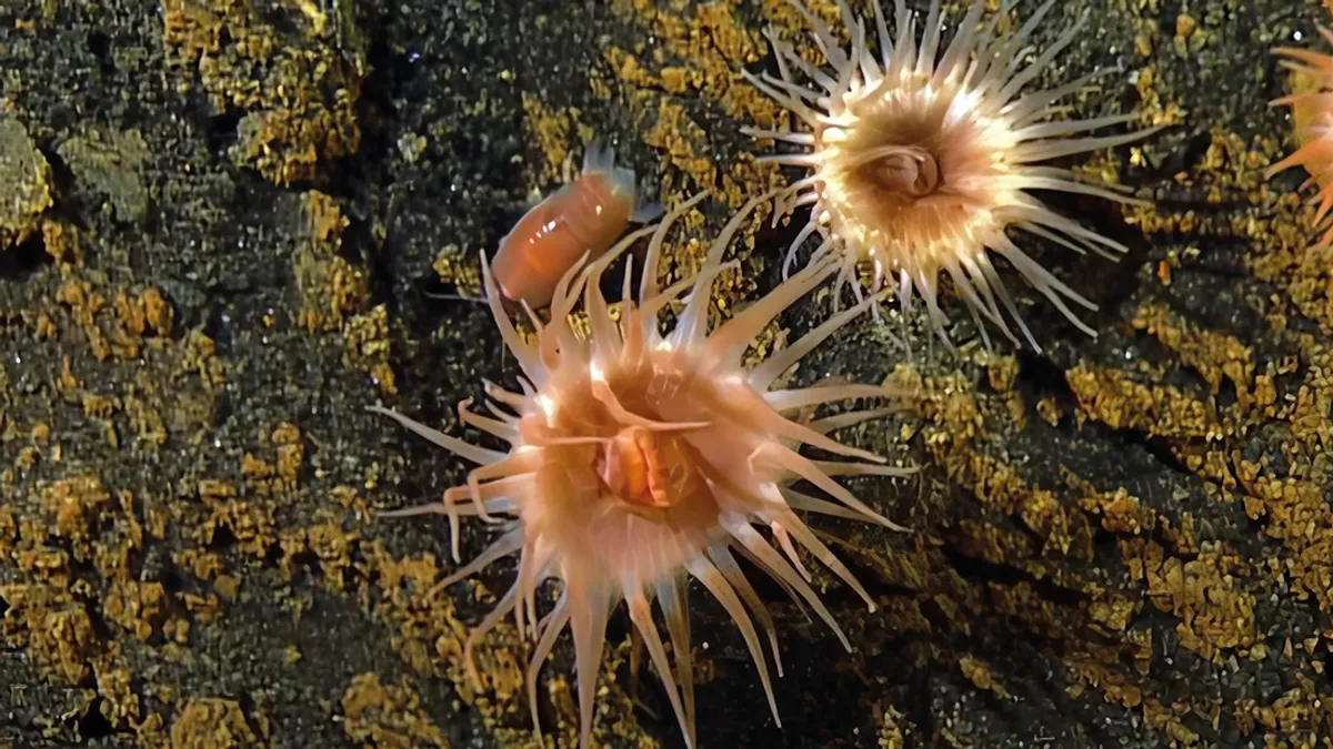 Isopode Anemone