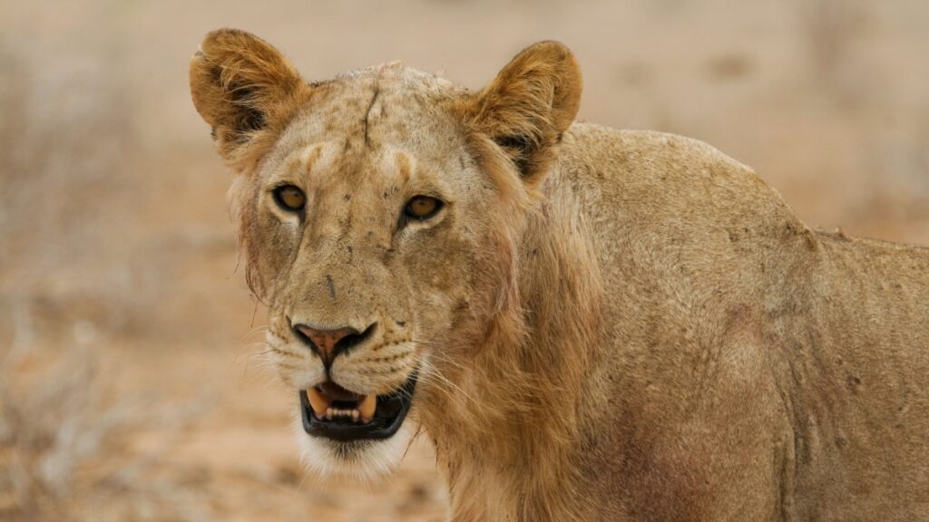 Lions Mangeurs Hommes