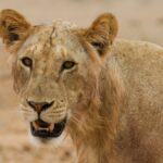 Lions Mangeurs Hommes