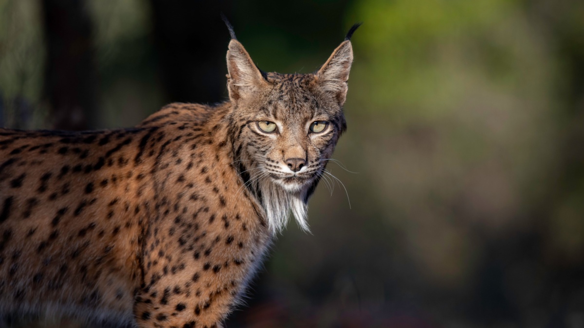 Lynx