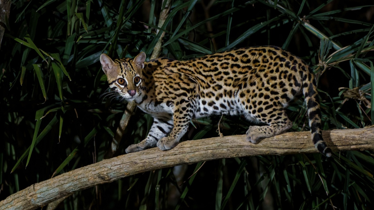 Ocelot