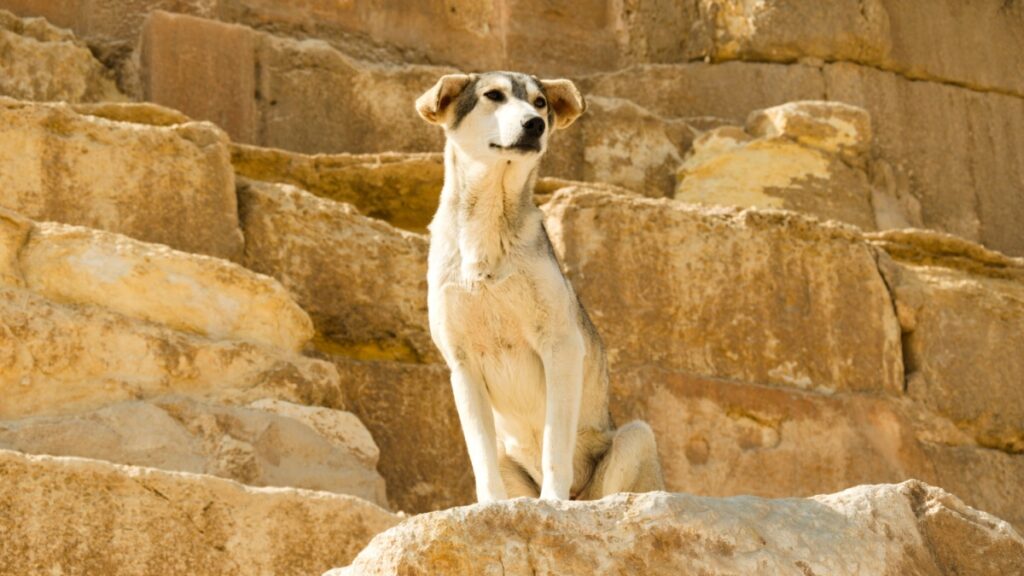 Pyramide Chien