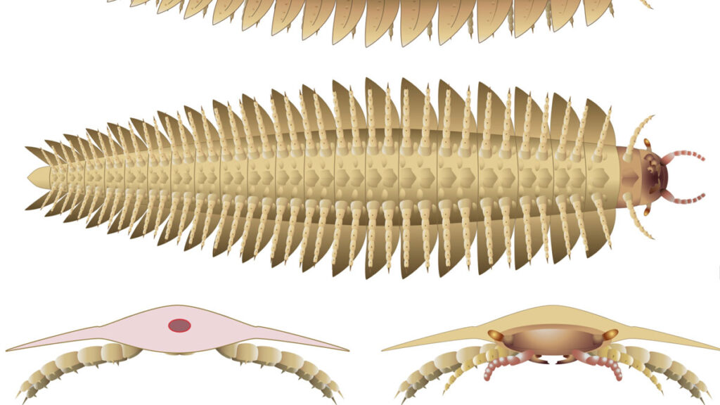 mille-pattes préhistoriques