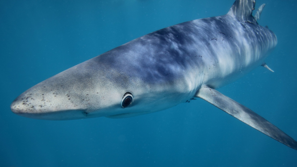 Requin Crane