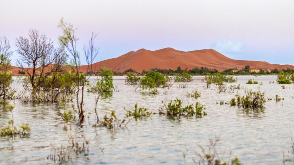 Sahara Pluie