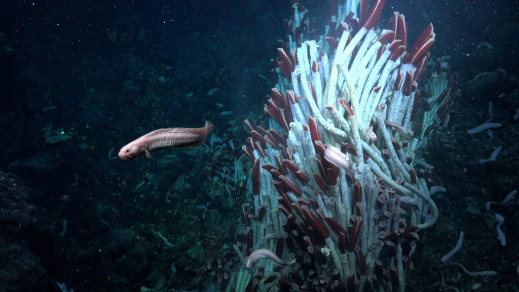 animaux plancher océanique