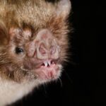 Chauves Souris Vampires