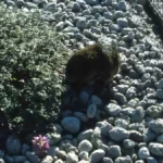 Ecureuil Mont Saint Helen