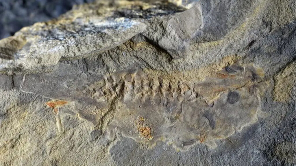 têtard fossile