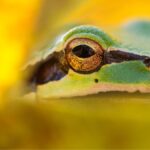 Grenouilles Tchernobyl