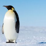 Manchot Empereur