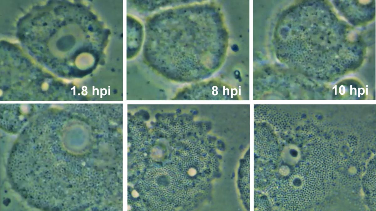 Virus Cellule