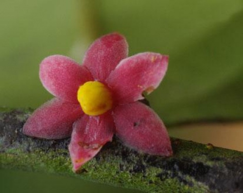 Fleur Congo