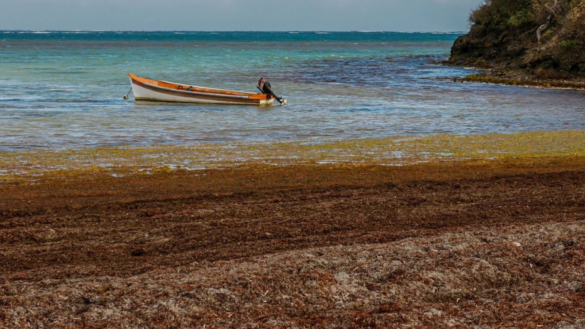 Algues Plage