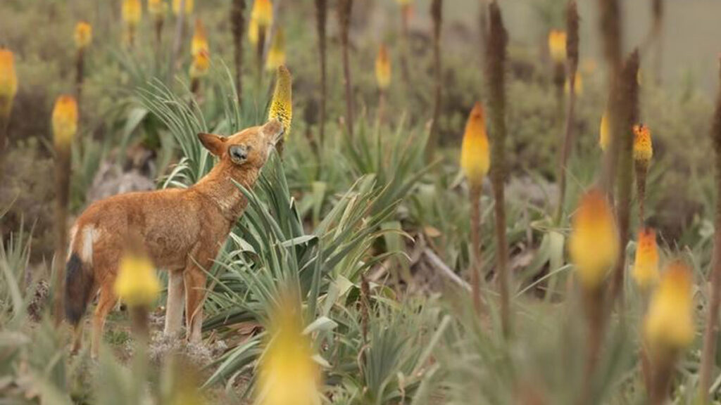 Loup fleur