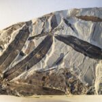 Plante Extraterrestre