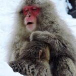 Homosexualite Animaux