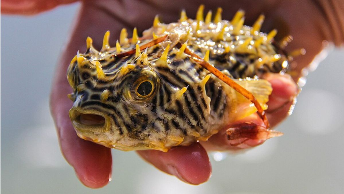 Les anciens Amérindiens utilisaient des poissons toxiques à des fins mystérieuses, selon une étude