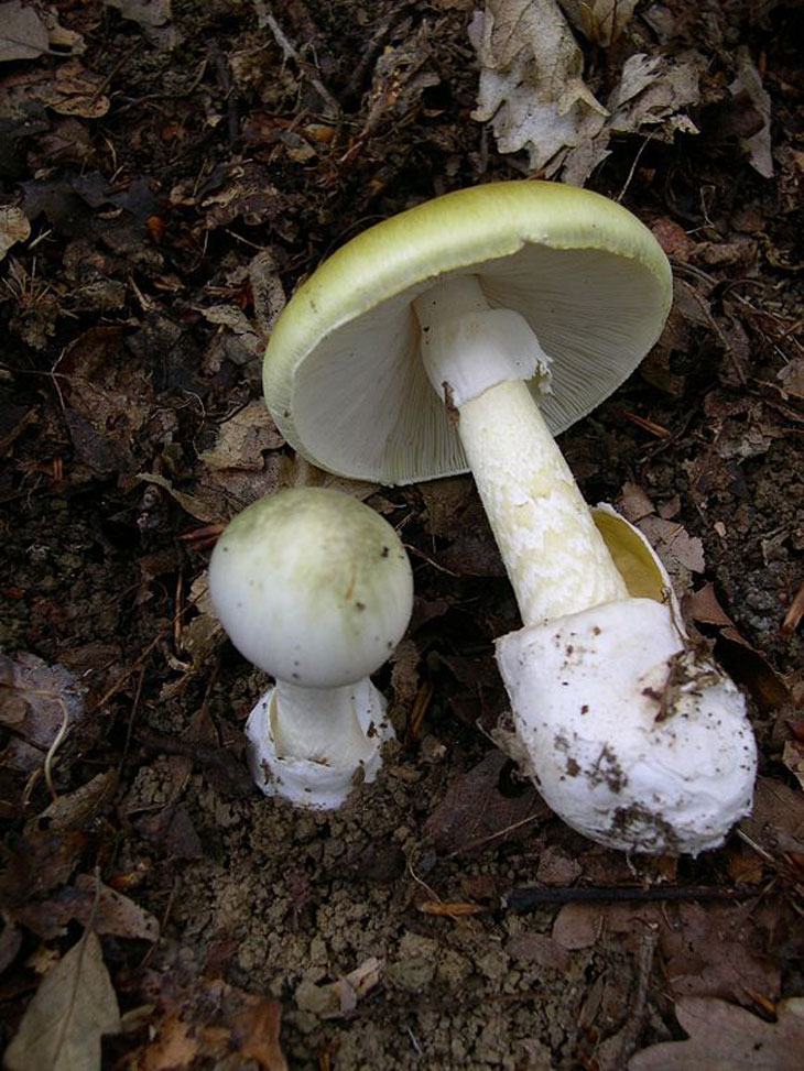 Amanite phalloïde