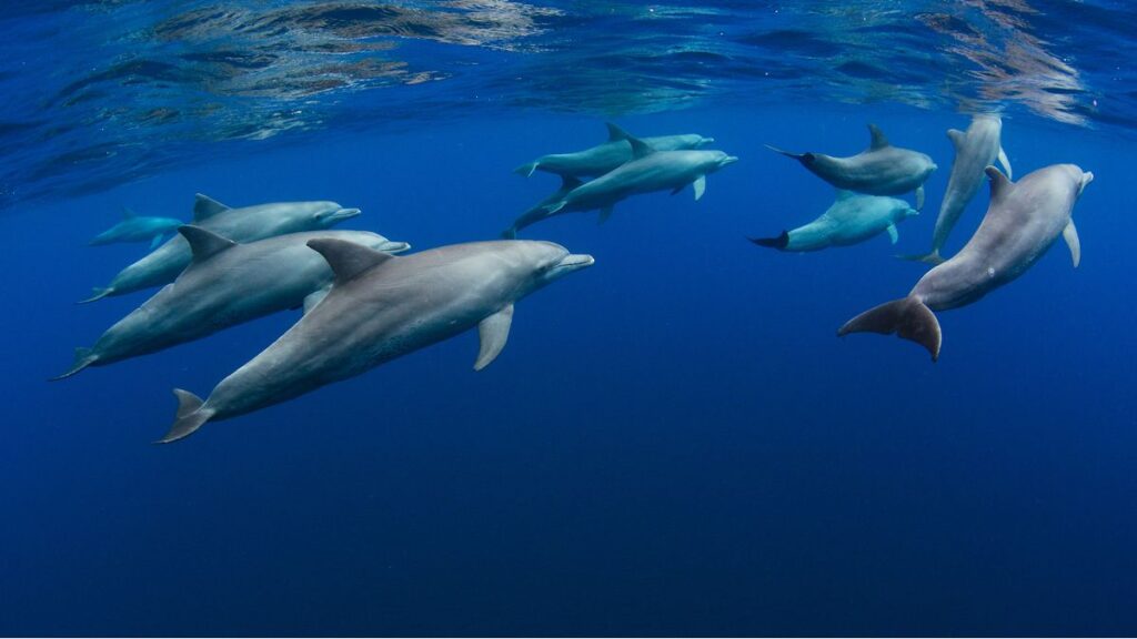 Dauphins