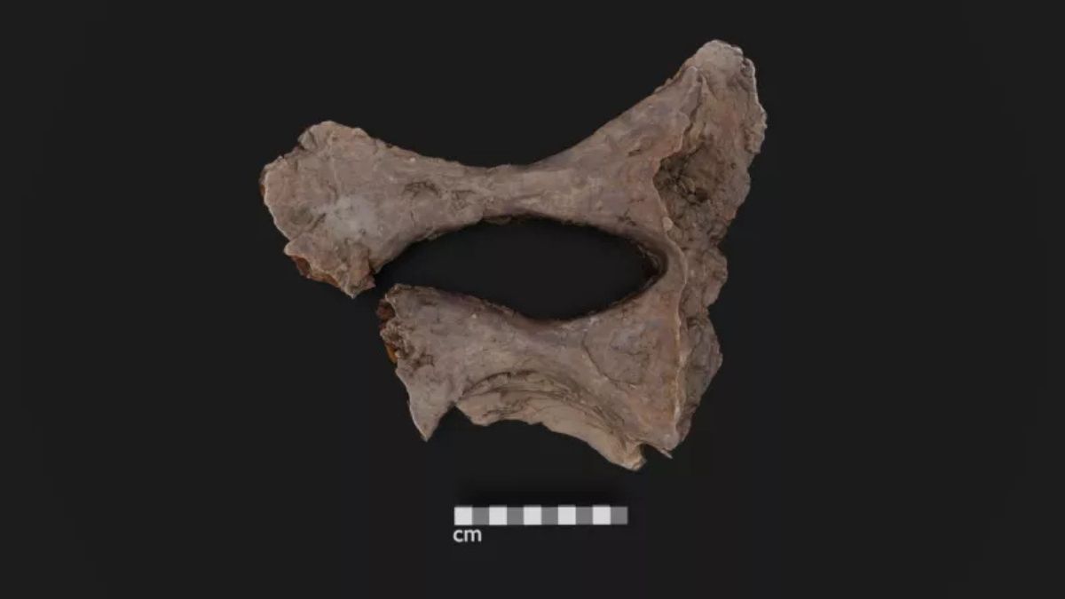 Cette découverte dans un fossile de dinosaure bouleverse les théories établies